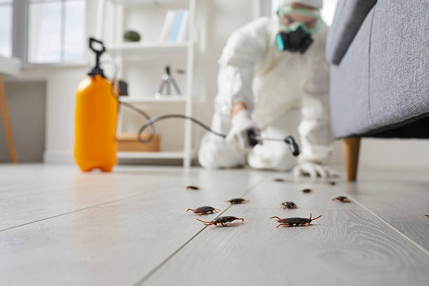 Post-Treatment Bed Bug Interceptor Monitoring in Magnet Cove